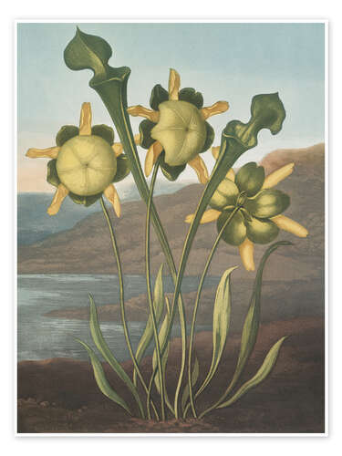 Poster Pitcher Plant, 1807