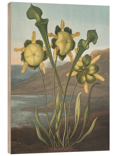 Cuadro de madera Pitcher Plant, 1807