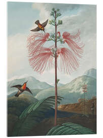 Akrylbilde Large Flowering Sensitive Plant, 1807 - Robert John Thornton