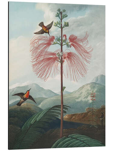 Alubild Große, zarte Pflanze, 1807