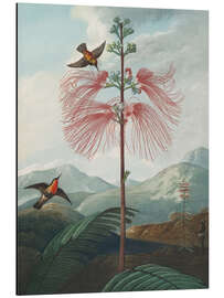 Alubild Große, zarte Pflanze, 1807 - Robert John Thornton