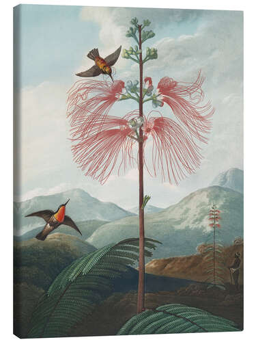Lærredsbillede Large Flowering Sensitive Plant, 1807
