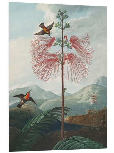 Obraz na PCV Large Flowering Sensitive Plant, 1807