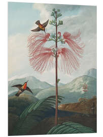 Obraz na PCV Large Flowering Sensitive Plant, 1807 - Robert John Thornton