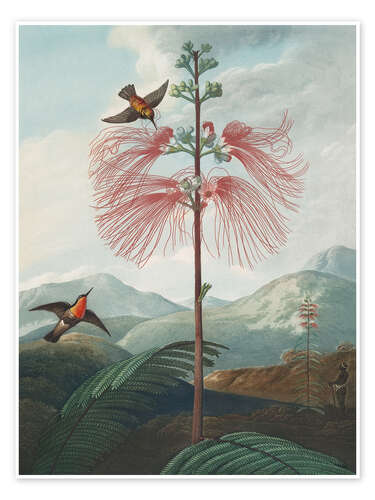 Poster Large Flowering Sensitive Plant, 1807