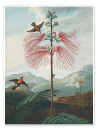 Wall print Large Flowering Sensitive Plant, 1807 - Robert John Thornton