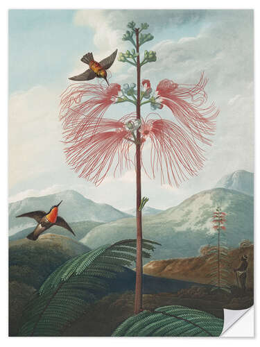 Sticker mural Large Flowering Sensitive Plant, 1807