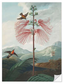 Sticker mural Large Flowering Sensitive Plant, 1807 - Robert John Thornton
