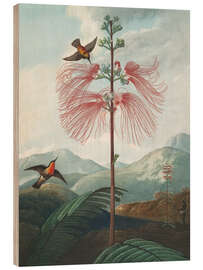 Trätavla Large Flowering Sensitive Plant, 1807 - Robert John Thornton