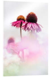 Akrylbilde Echinacea purpurea on a sunny day - Bob Daalder