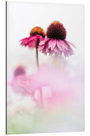 Aluminium print Echinacea purpurea on a sunny day - Bob Daalder