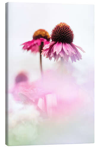 Obraz na płótnie Echinacea purpurea on a sunny day