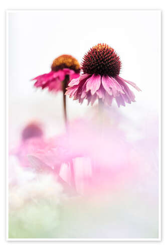 Poster Echinacea purpurea on a sunny day