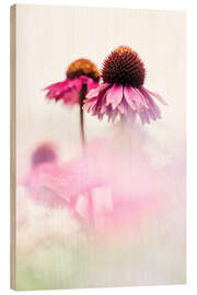 Obraz na drewnie Echinacea purpurea on a sunny day - Bob Daalder