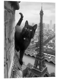Acrylic print Kitty in Paris - Dikhotomy