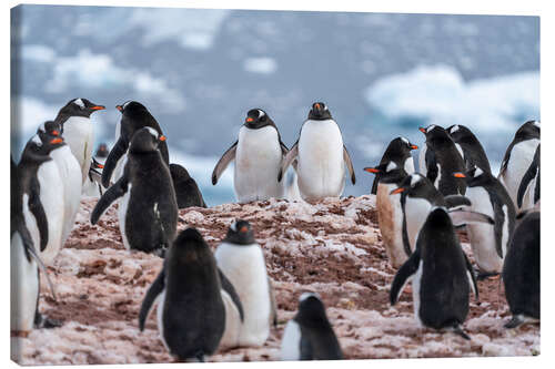 Lienzo Gentoo penguins in Antarctica