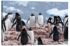 Canvas print Gentoo penguins in Antarctica - Jan Christopher Becke