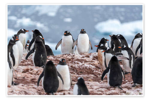 Poster Gentoo penguins in Antarctica