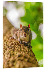 Acrylglasbild Eichhörnchen auf einem Baumast