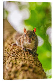 Lienzo Squirrel on a branch - HADYPHOTO