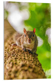 Gallery Print Eichhörnchen auf einem Baumast