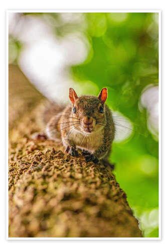 Poster Squirrel on a branch