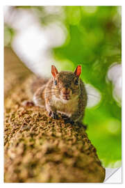 Wandsticker Eichhörnchen auf einem Baumast