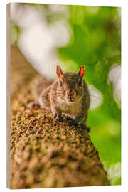 Holzbild Eichhörnchen auf einem Baumast