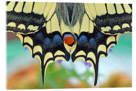 Akryylilasitaulu Artist Nature - GUGIGEI