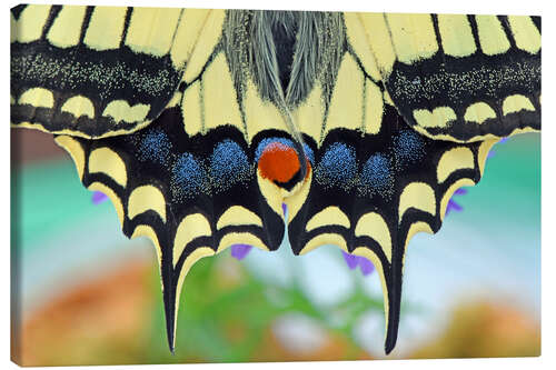 Canvas print Artist Nature