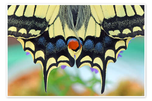 Juliste Artist Nature
