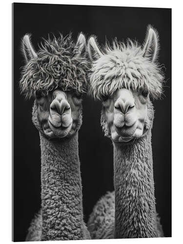 Acrylic print Alpaca Love Forever