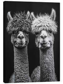 Canvas print Alpaca Love Forever - Frank Daske