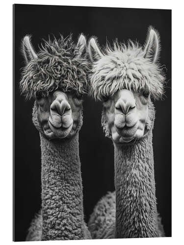 Gallery print Alpaca Love Forever