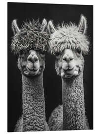 Gallery print Alpaca Love Forever - Frank Daske