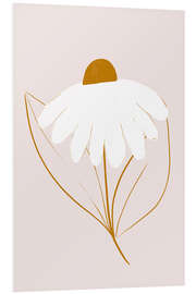 Foam board print White daisy