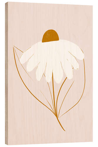 Trebilde White daisy