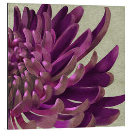 Cuadro de aluminio Chrysanthemum Purple