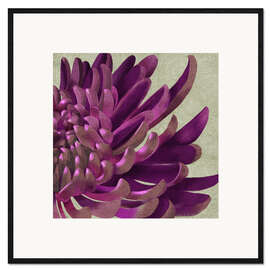 Gerahmter Kunstdruck Lila Chrysantheme