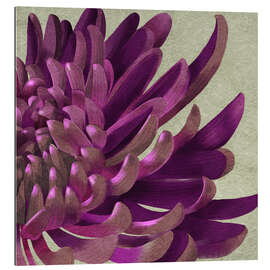 Galleritryk Chrysanthemum Purple