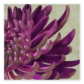 Tableau Chrysanthemum Purple