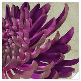 Wandsticker Lila Chrysantheme