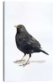 Canvas print Watercolour Blackbird