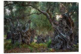 Tableau en verre acrylique Mallorca&#039;s old olive trees - Martin Podt