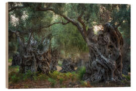 Wood print Mallorca&#039;s old olive trees - Martin Podt