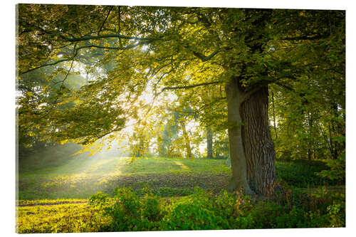 Obraz na szkle akrylowym Trees in Dieskau Park, Germany
