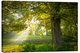 Canvas print Trees in Dieskau Park, Germany - Martin Wasilewski