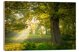 Cuadro de madera Trees in Dieskau Park, Germany - Martin Wasilewski