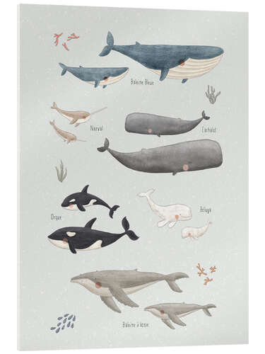 Obraz na szkle akrylowym Whale species (French)