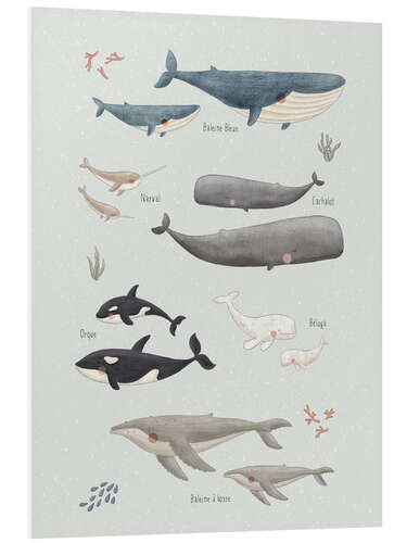 Foam board print Whale species (French)